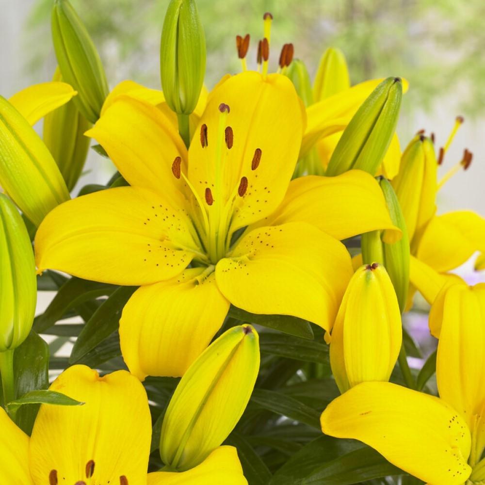 G6605 Lilium Asiaticum Ilse Yellow - View 19 from www redcrocus com