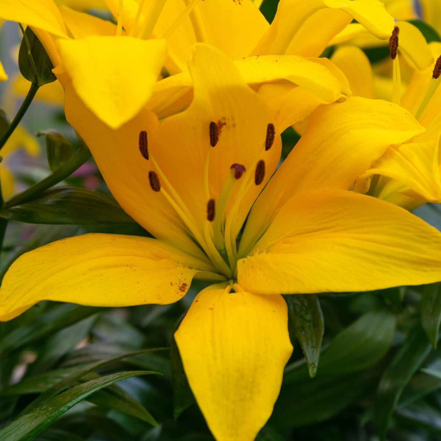 G6605 Lilium Asiaticum Ilse Yellow 1 713471a9 479e 4ac8 Bff5 2ceb755104b2 from www redcrocus com