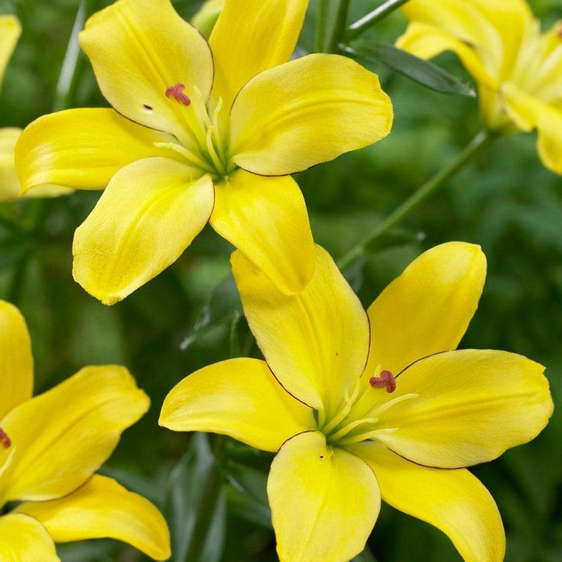 G6605 Lilium Asiaticum Ilse Yellow 2 11df103e 2303 44dd B58a 5c60cc5e9407 from www redcrocus com
