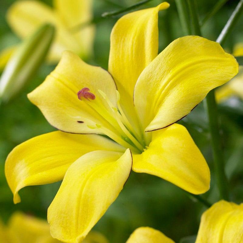G6605 Lilium Asiaticum Ilse Yellow 3 E50bb931 De24 47e2 B980 Be68a4558f01 from www redcrocus com