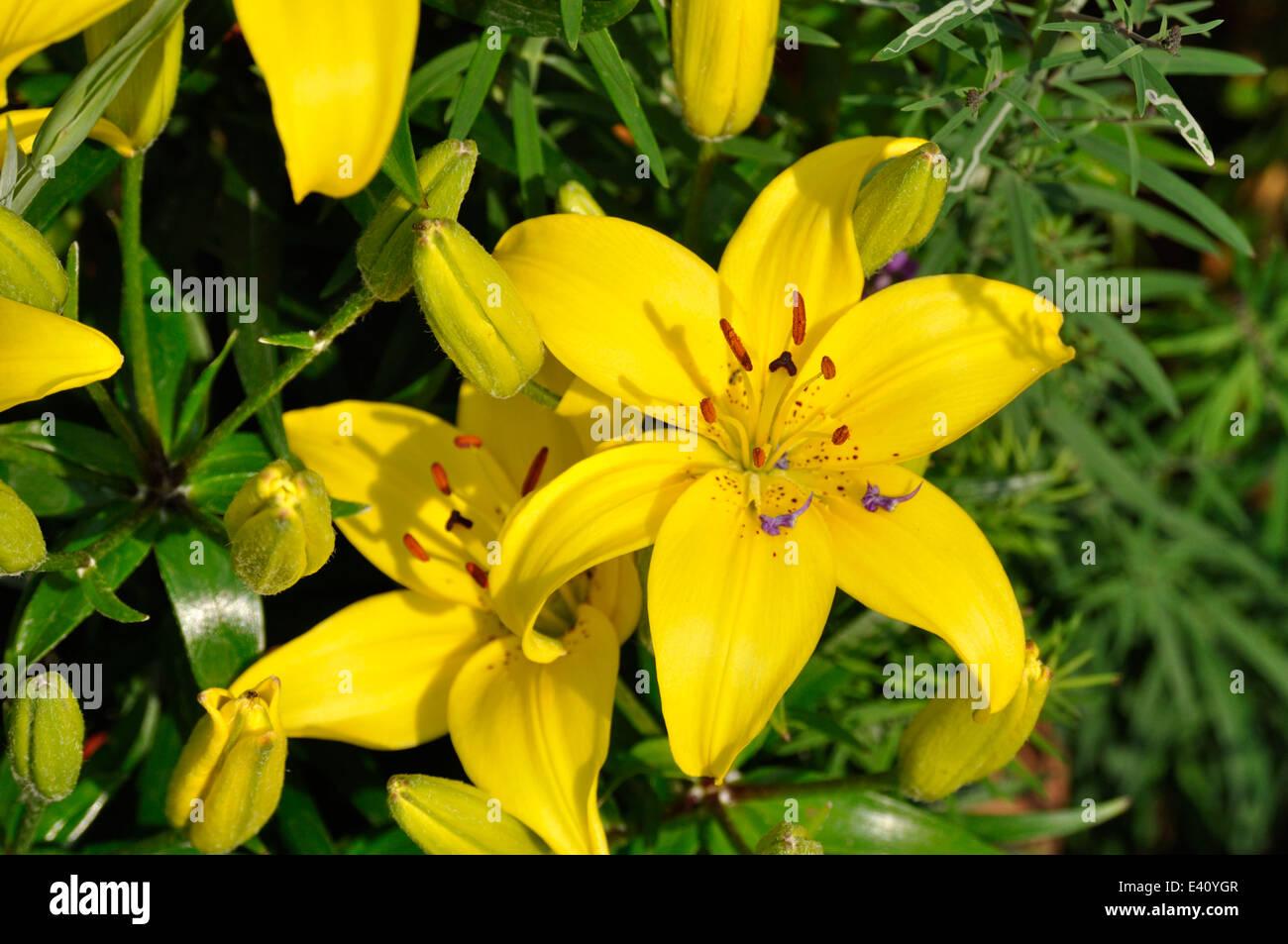 G6605 Lilium Asiaticum Ilse Yellow - View 5 from www redcrocus com