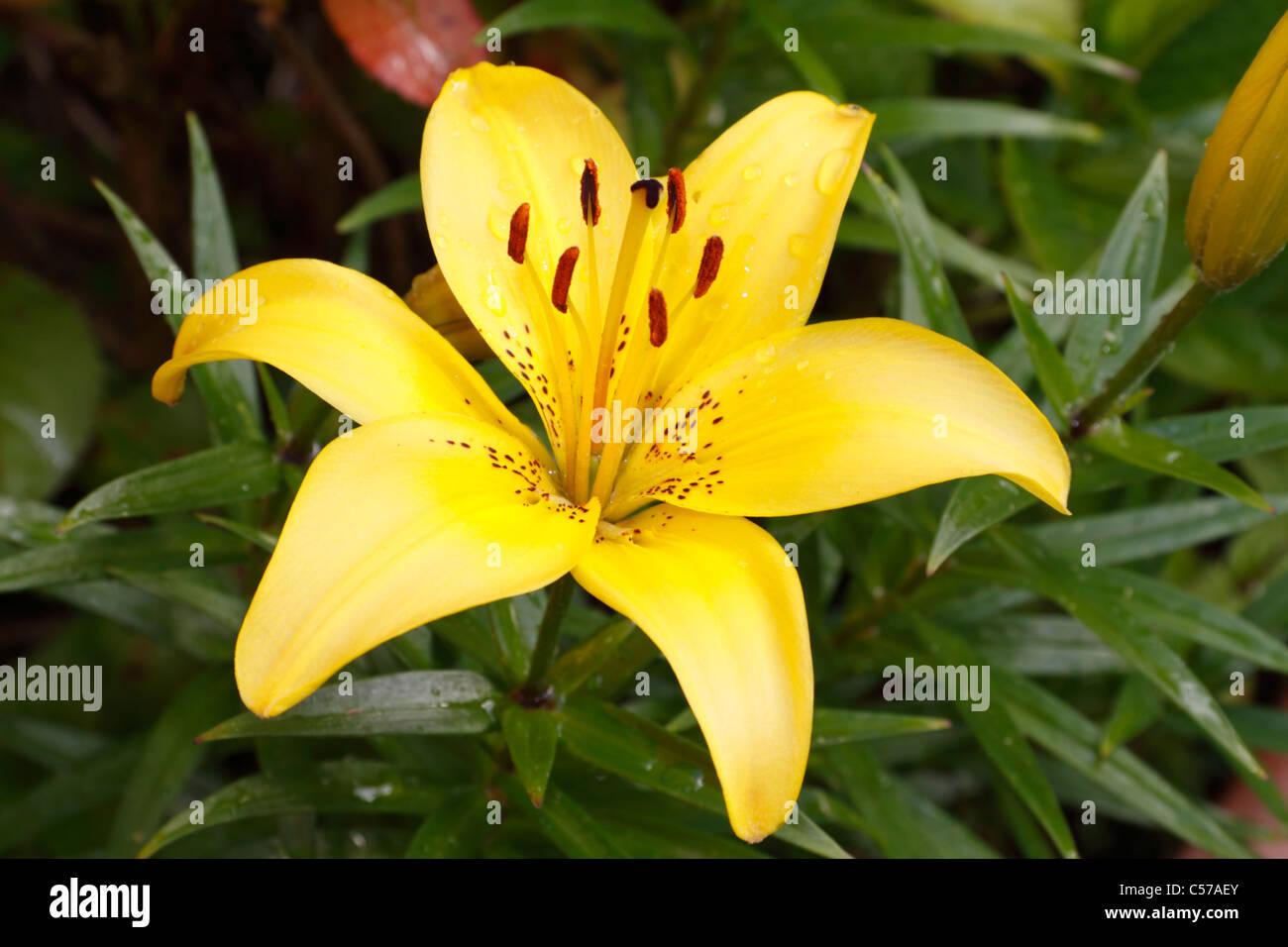 G6605 Lilium Asiaticum Ilse Yellow 6 F52f2b5f 0a96 44a6 930d Ce288916881c from www redcrocus com