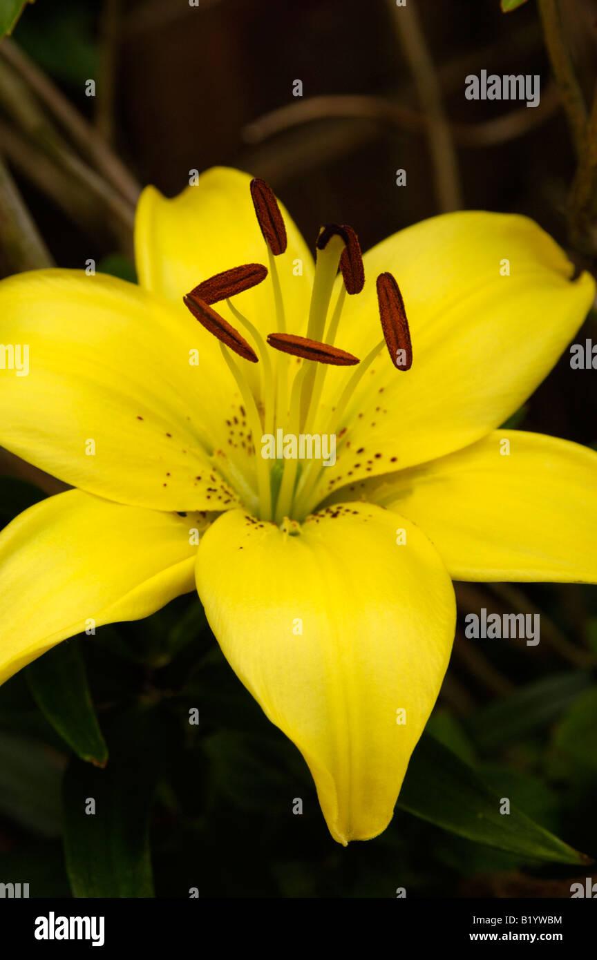 G6605 Lilium Asiaticum Ilse Yellow - View 8 from www redcrocus com