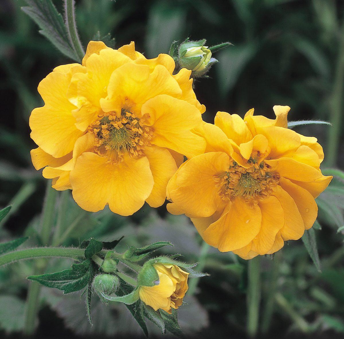 G6607 Geum Chiloense Lady Stratheden 10 32670a8c 18df 447c 82f1 5a6839be83ba from www redcrocus com
