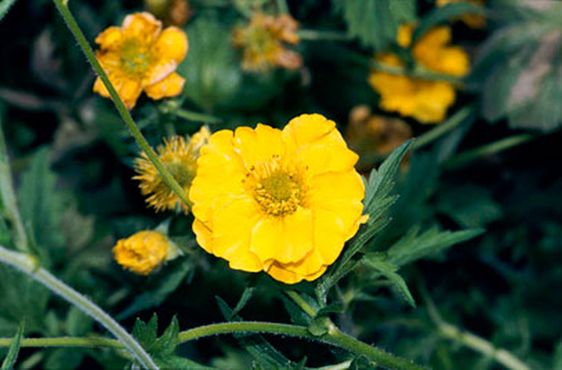 G6607 Geum Chiloense Lady Stratheden 11 2eb39422 553f 423a 9073 1584b1744793 from www redcrocus com