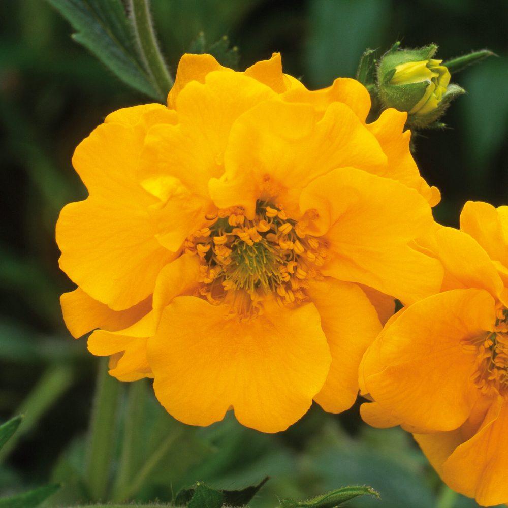 G6607 Geum Chiloense Lady Stratheden 12 1210a22b Baa3 4daf Bf6c 65c76e5377d9 from www redcrocus com
