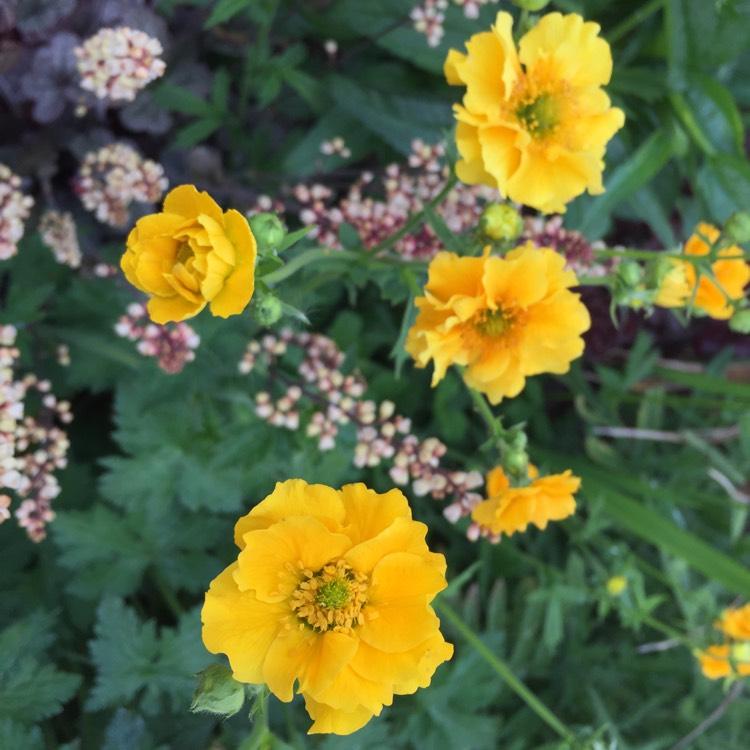 G6607 Geum Chiloense Lady Stratheden 13 B60c983d 15c8 43ea B301 Bb295453923c from www redcrocus com