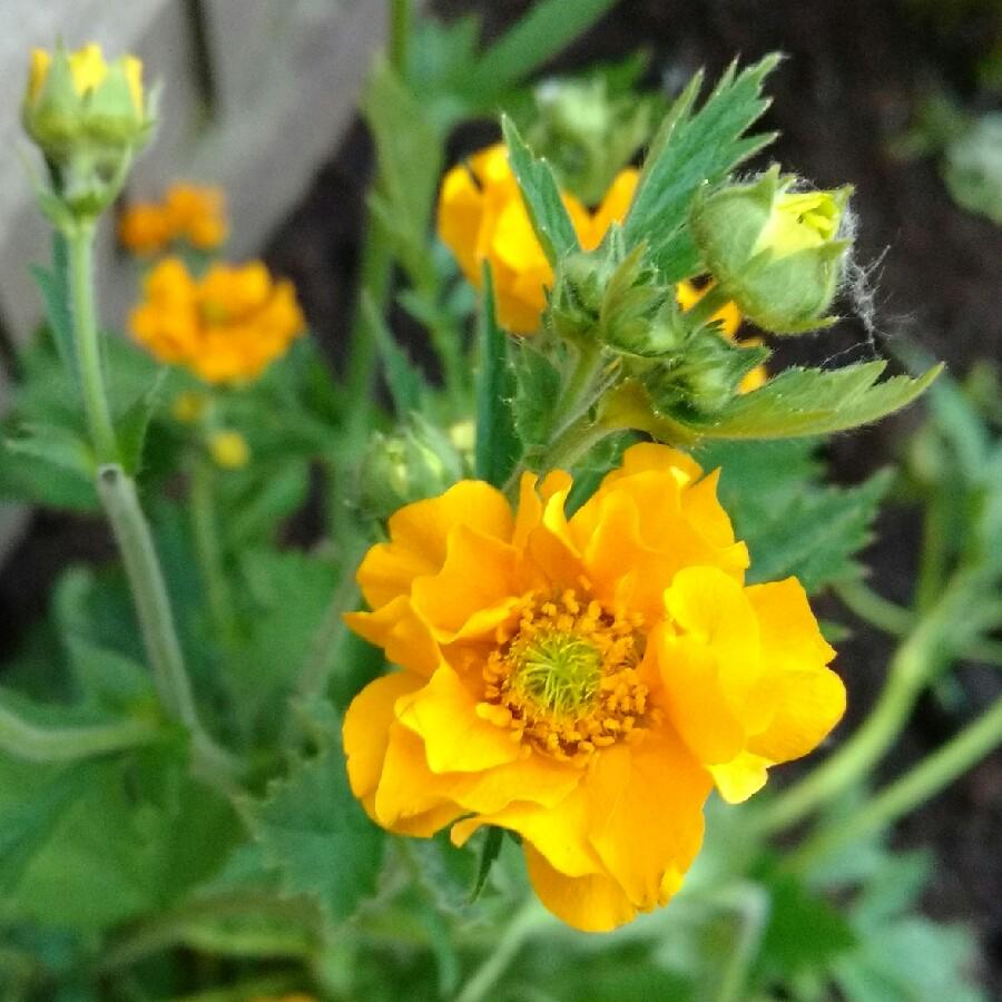 G6607 Geum Chiloense Lady Stratheden 14 37f1bfda C4af 44a8 Bdc2 A732f3ff6905 from www redcrocus com