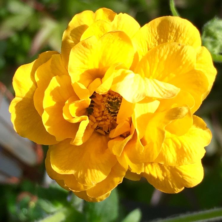 G6607 Geum Chiloense Lady Stratheden 15 65723b7f 37f2 47c4 B5cf 430ecb597b08 from www redcrocus com