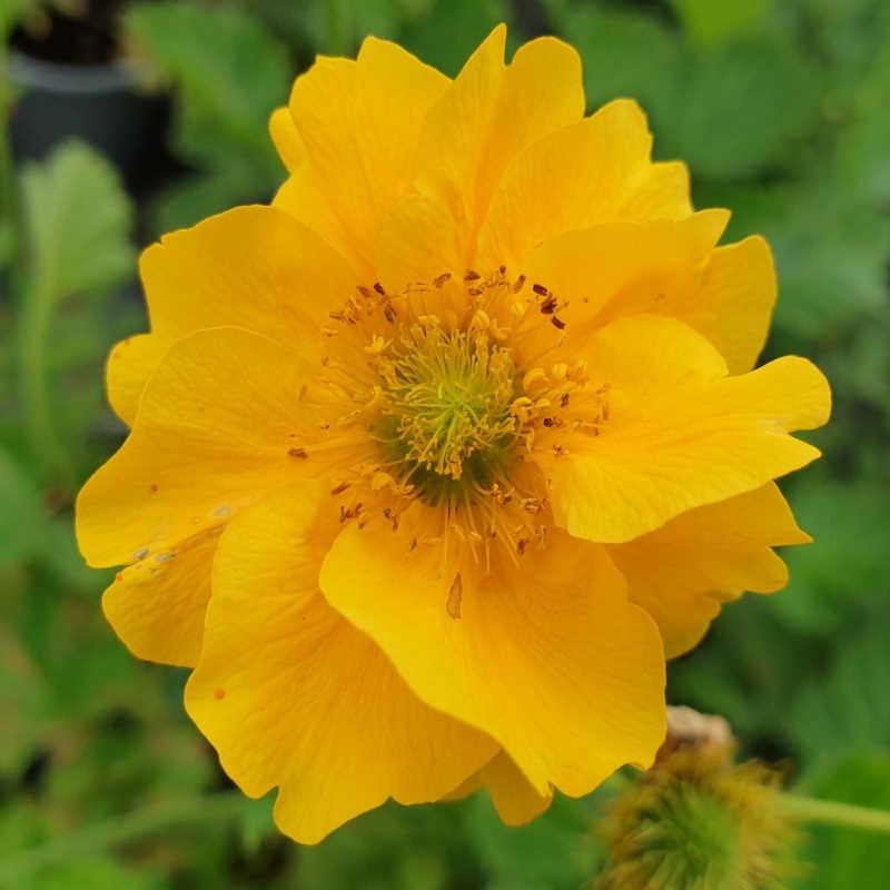 G6607 Geum Chiloense Lady Stratheden 2 516c143d A4d9 4ed9 Bb71 1cece39a3e1f from www redcrocus com