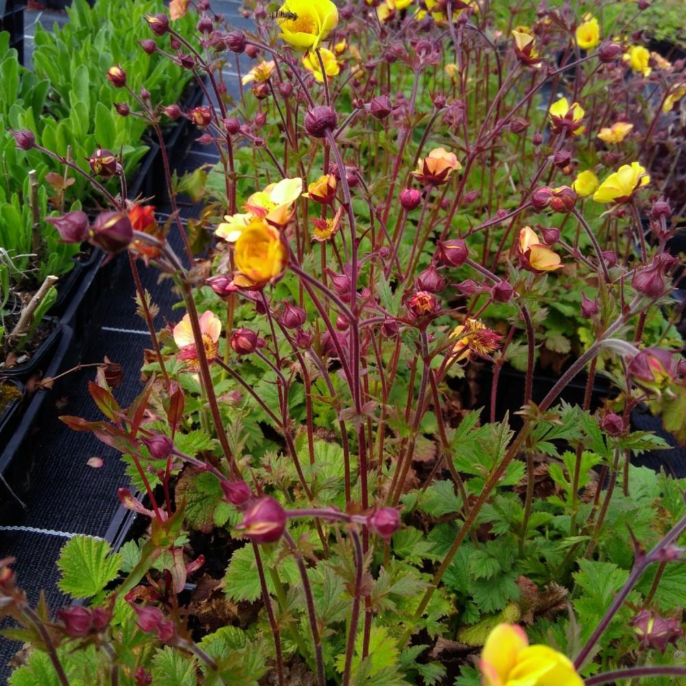 G6607 Geum Chiloense Lady Stratheden 3 3cce51d6 1188 42f0 962f C36bff1885fc from www redcrocus com