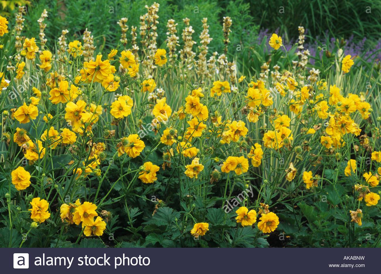 G6607 Geum Chiloense Lady Stratheden 4 A24a3860 C98e 4340 B661 F82f0afe5837 from www redcrocus com