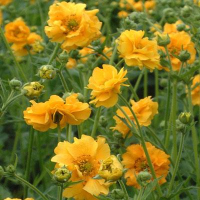 G6607 Geum Chiloense Lady Stratheden 5 58ae8f9b 78f0 4e01 8eff Fbdc6737f73c from www redcrocus com