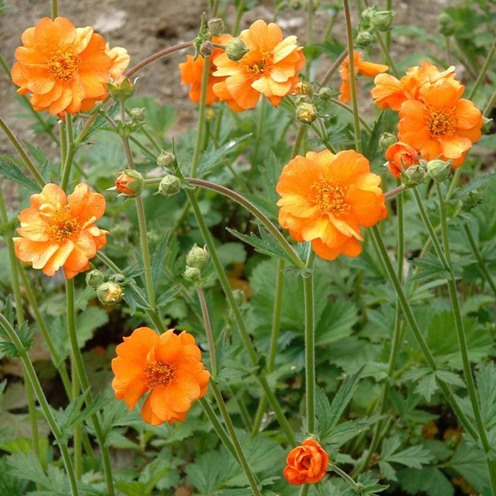 G6607 Geum Chiloense Lady Stratheden 6 B56ebc5b E231 4267 9a79 Accb0937675d from www redcrocus com