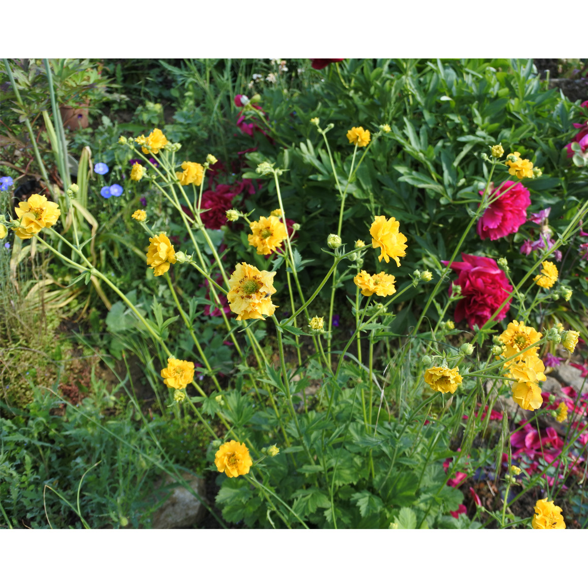 G6607 Geum Chiloense Lady Stratheden 7 34a0a36e F3ab 4542 8b92 3f689d94c625 from www redcrocus com