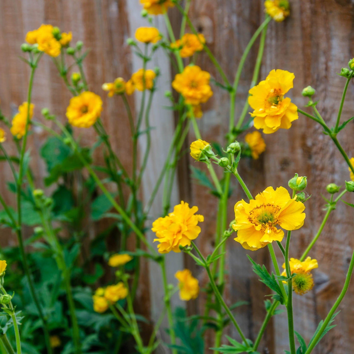 G6607 Geum Chiloense Lady Stratheden 7 6f25d1bf Dd8b 4593 99a6 2529e5b9bd48 from www redcrocus com