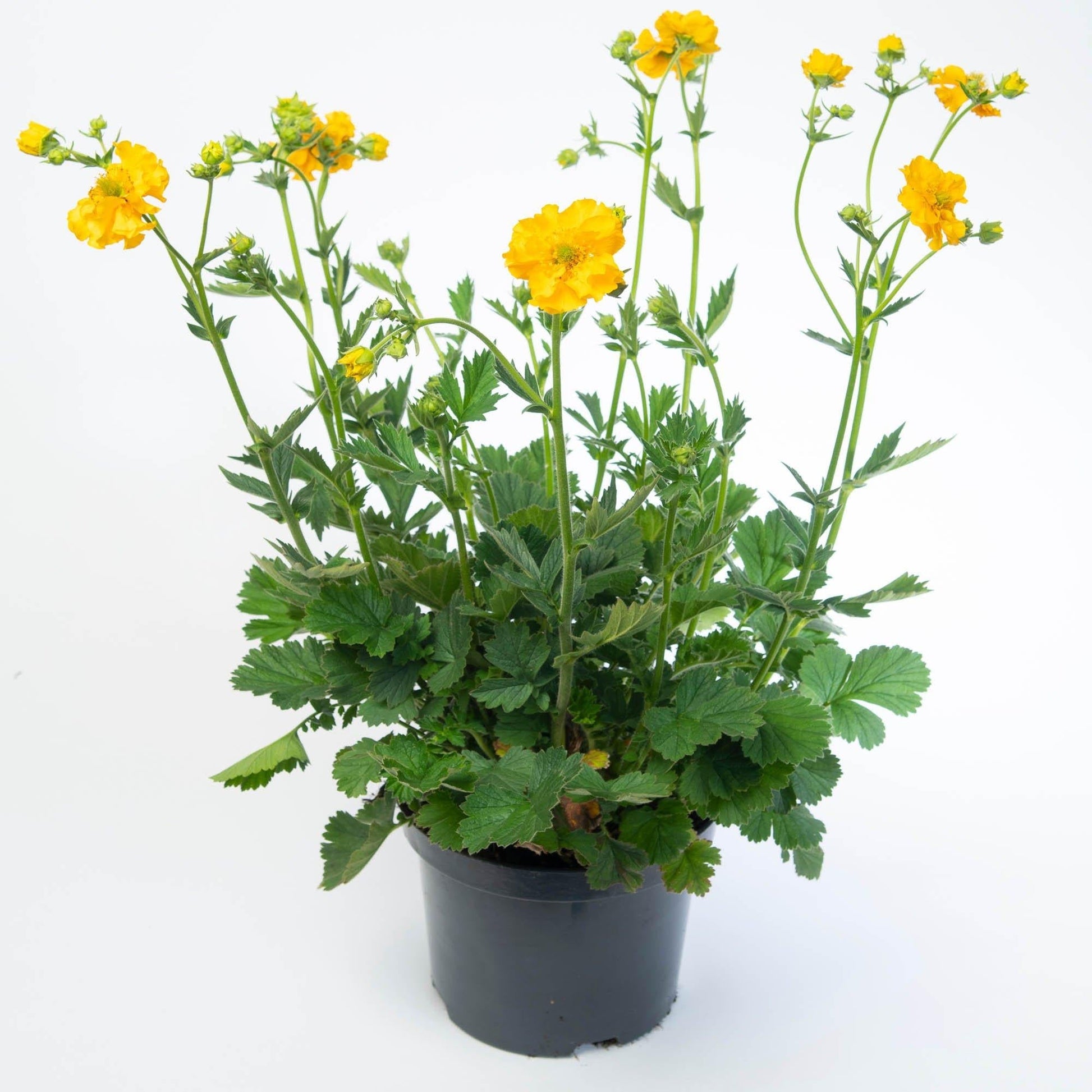 G6607 Geum Chiloense Lady Stratheden 8 E9d869c0 9423 449a A520 528db140e016 from www redcrocus com
