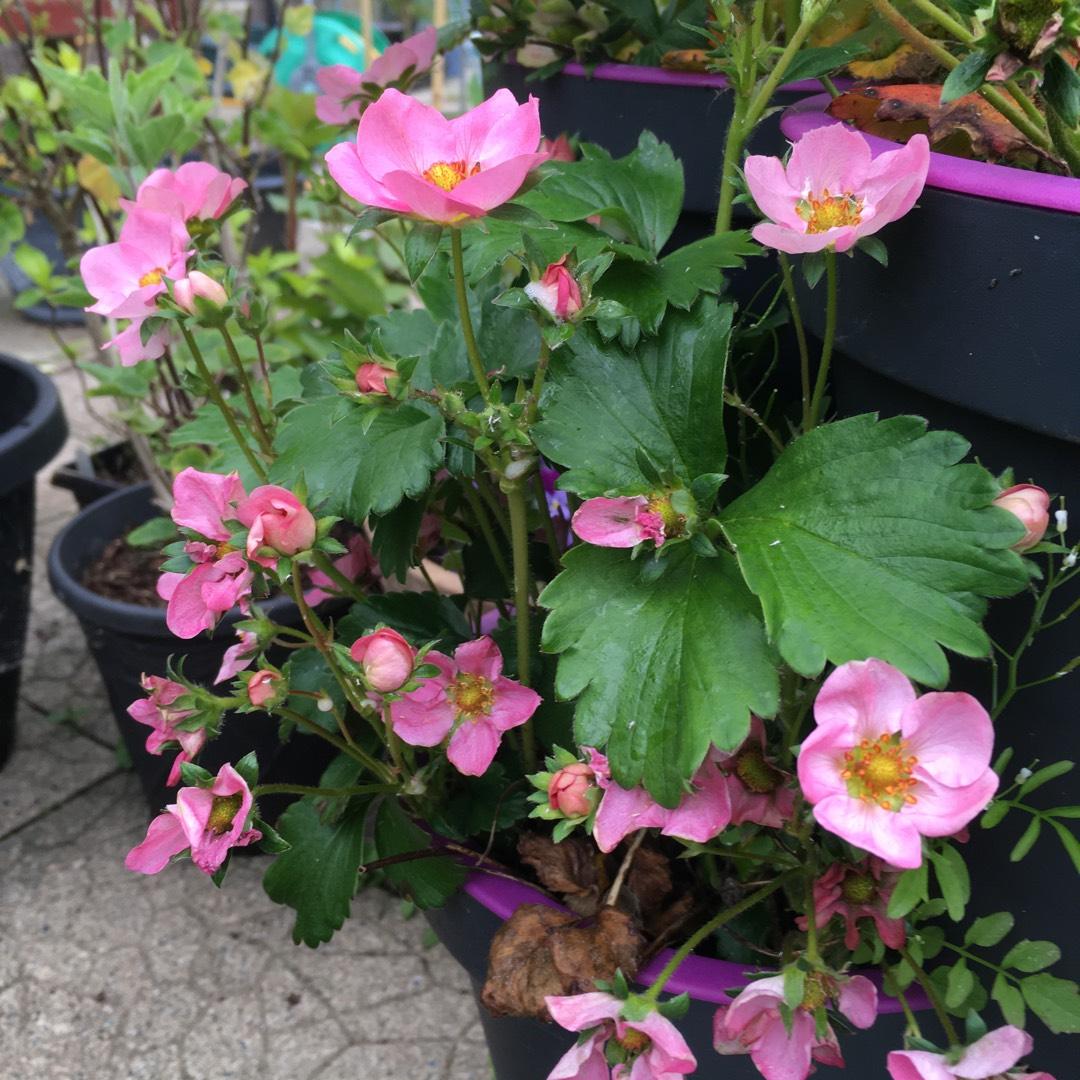 G6610 Fragaria X Ananassa Gasana 10 6053608d 9a52 4376 Be67 6db8d41fe215 from www redcrocus com