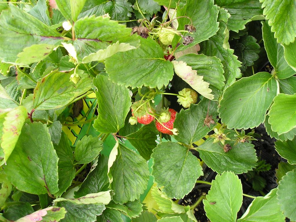 G6610 Fragaria X Ananassa Gasana 12 Eee2b25b 931f 49a5 9c21 A41723259097 from www redcrocus com
