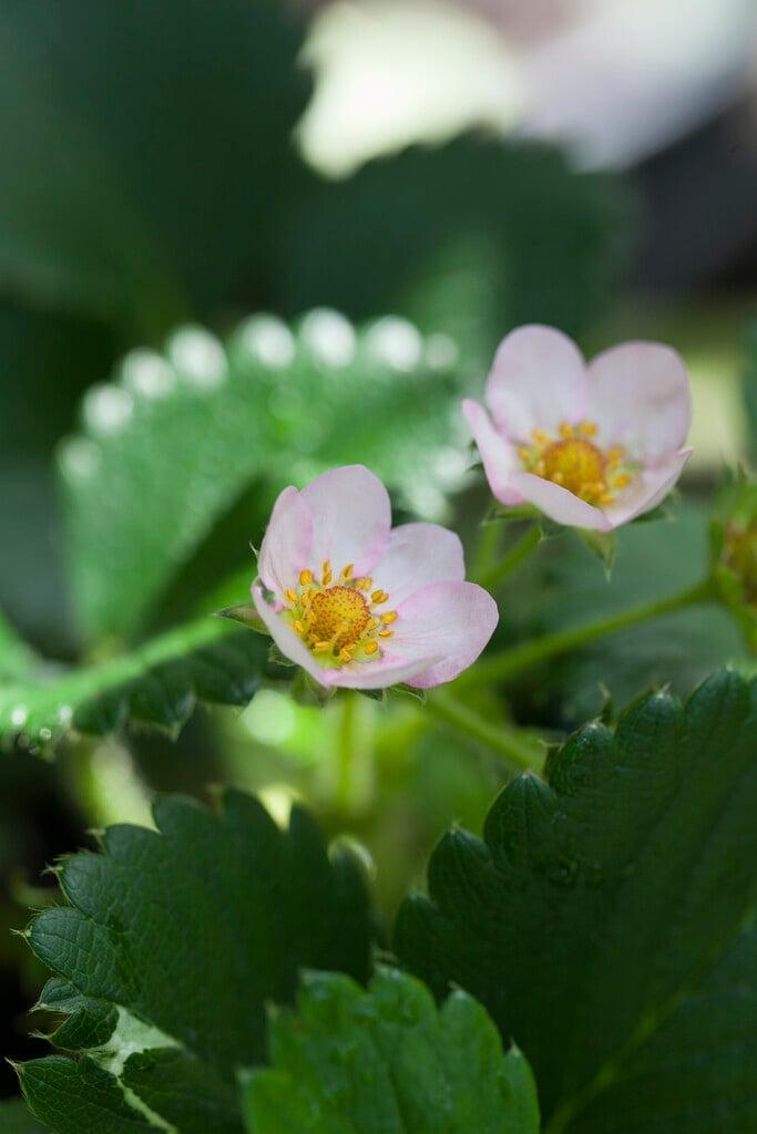 G6610 Fragaria X Ananassa Gasana 13 4a43482e 9188 47b1 B030 81466a80d089 from www redcrocus com