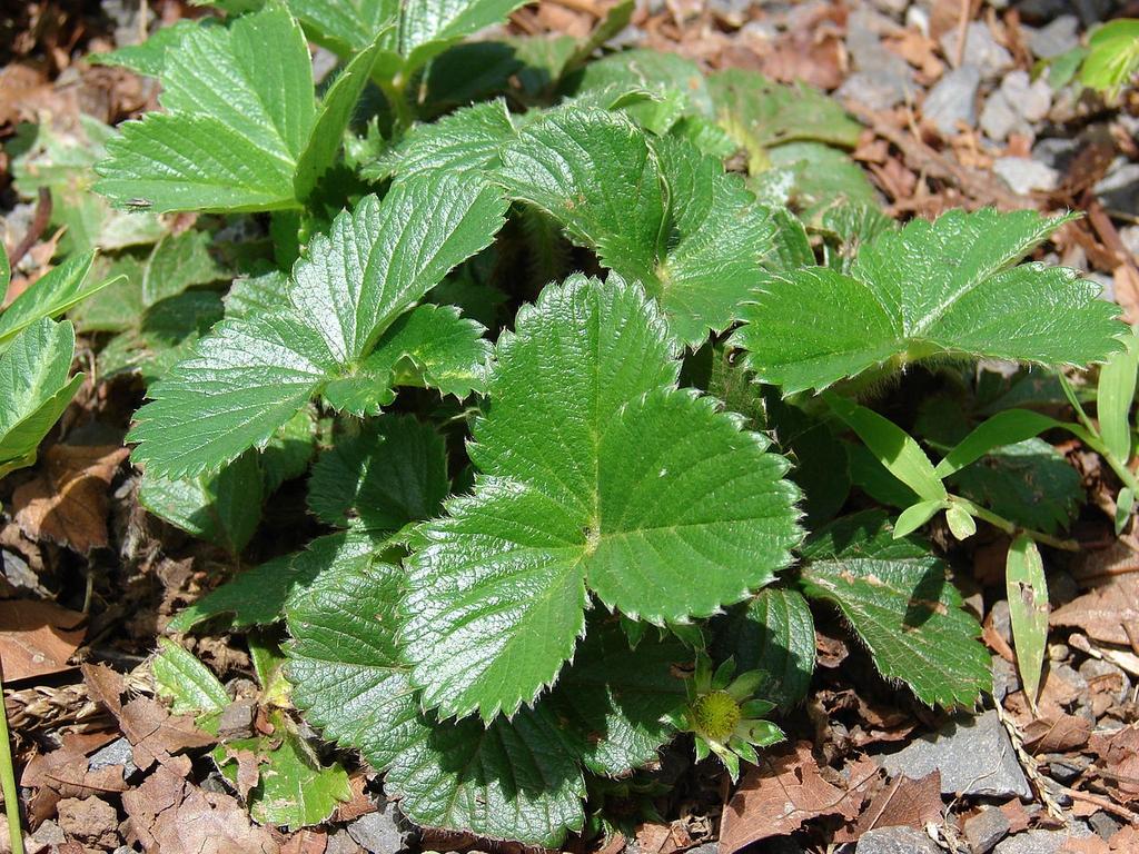 G6610 Fragaria X Ananassa Gasana 14 6408f649 B17e 4da4 Baf4 5c6e0c407914 from www redcrocus com