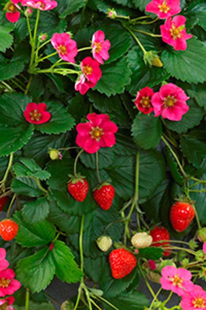 G6610 Fragaria X Ananassa Gasana 1 0edcf3a0 C7d0 4766 A1ca 66a259631355 from www redcrocus com