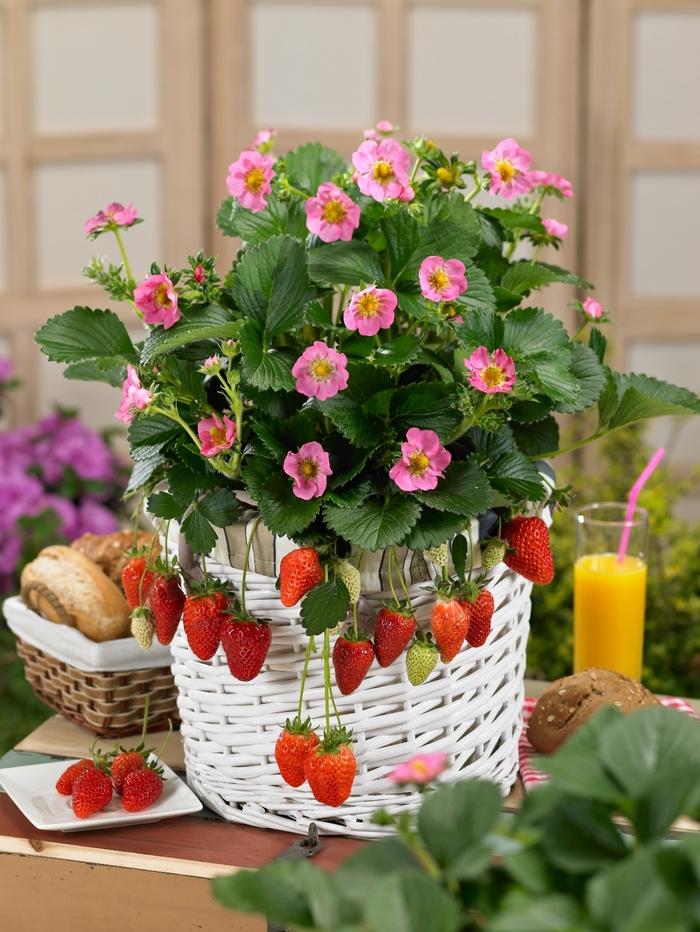 G6610 Fragaria X Ananassa Gasana 2 Cccb213d B82b 451d A287 2b3800016163 from www redcrocus com