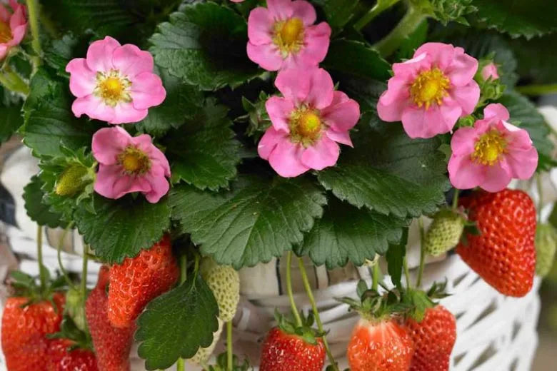 G6610 Fragaria X Ananassa Gasana 3 Bf3b6f58 1163 4ca3 A051 6bbc7bb552d7 from www redcrocus com