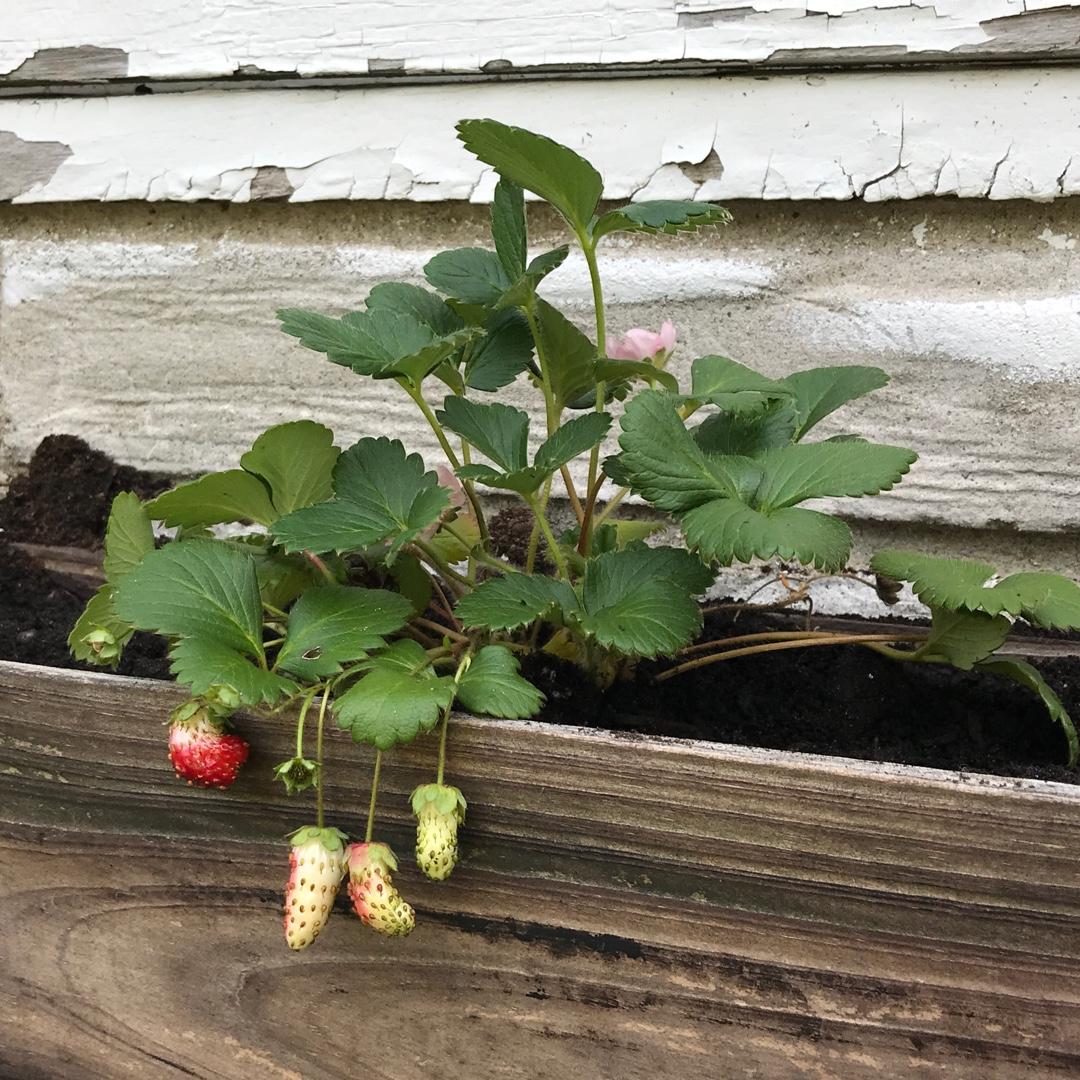 G6610 Fragaria X Ananassa Gasana 3 Df56ca6d C1db 4656 9962 8a5e1022133f from www redcrocus com
