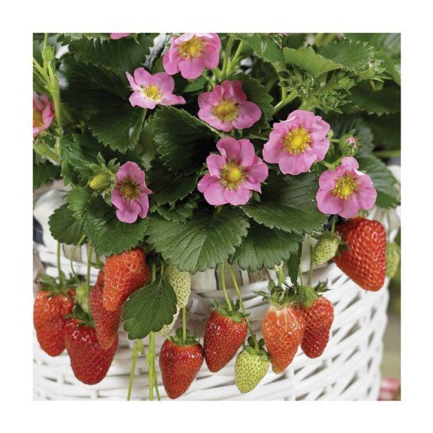 G6610 Fragaria X Ananassa Gasana 5 888e8855 Cb76 468f 85c6 9afd0981c2e5 from www redcrocus com