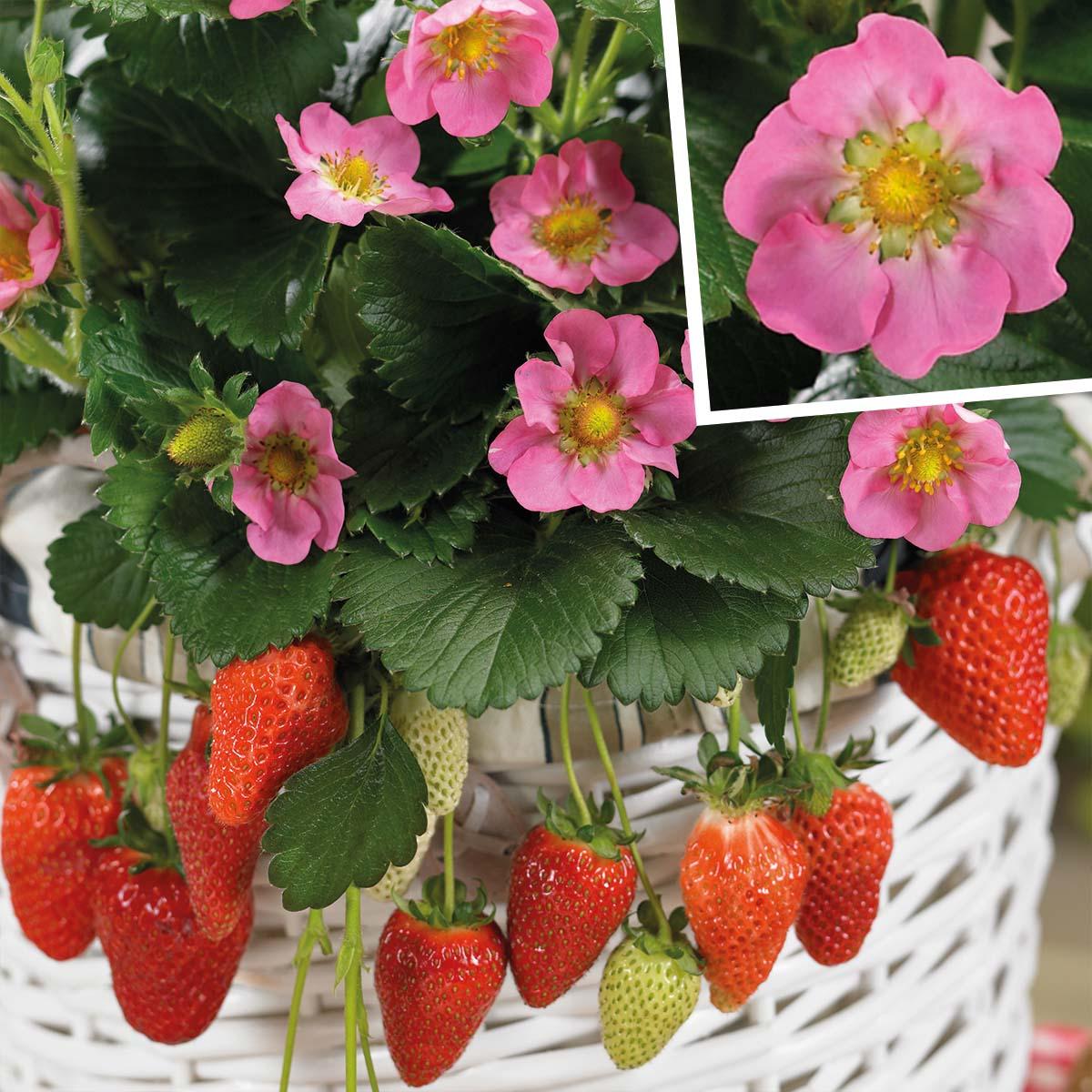 G6610 Fragaria X Ananassa Gasana 6 5e9508bb 4a97 4845 8faf Deaa0f84fb5c from www redcrocus com