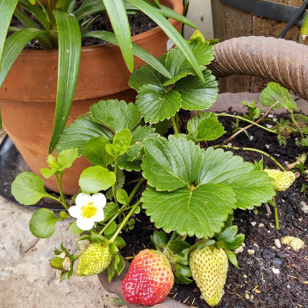 G6610 Fragaria X Ananassa Gasana 7 35e8fb45 6b6e 44ea 992d 0012767151bf from www redcrocus com