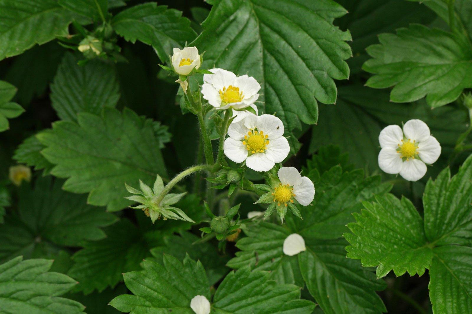 G6610 Fragaria X Ananassa Gasana 8 Fe18c0f2 E024 4f4c B9f4 1d76806c1492 from www redcrocus com