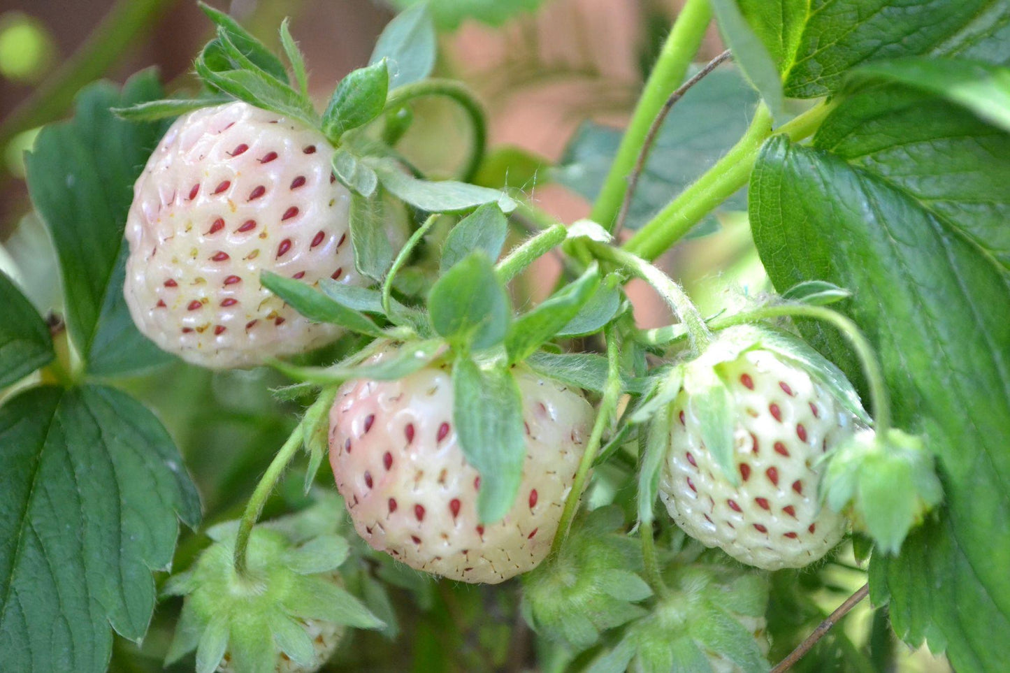 G6610 Fragaria X Ananassa Gasana 9 A6128a04 F429 45ed B229 24816795fe22 from www redcrocus com