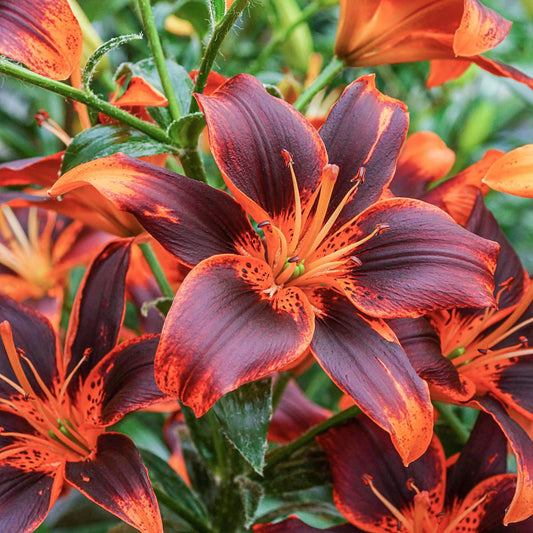 G6611 Lilium Asiaticum Rozalynn - View 10 from www redcrocus com