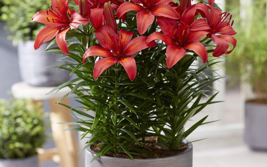 G6612 Lilium Asiaticum Tropical Joy 10 7e702207 9cad 494a 8df7 6ad6582b584a from www redcrocus com