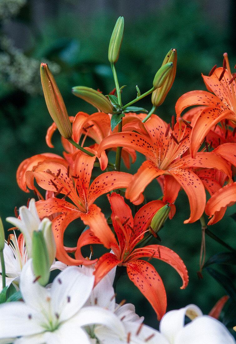 G6612 Lilium Asiaticum Tropical Joy 11 06a7065f 0c9d 4d58 9e1b 1ea81d4cb6f4 from www redcrocus com