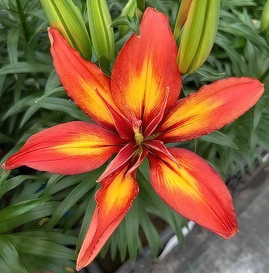 G6612 Lilium Asiaticum Tropical Joy 12 3bb03cd7 2d41 47cd 927a 6a2eee0e6e85 from www redcrocus com