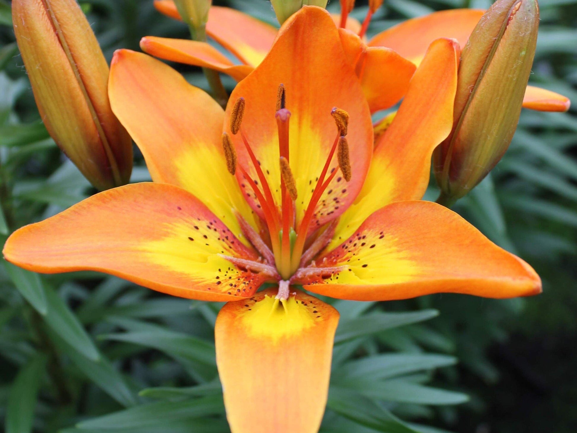 G6612 Lilium Asiaticum Tropical Joy 13 14dc5f46 Cc7c 412d B54c E45c908dc34d from www redcrocus com
