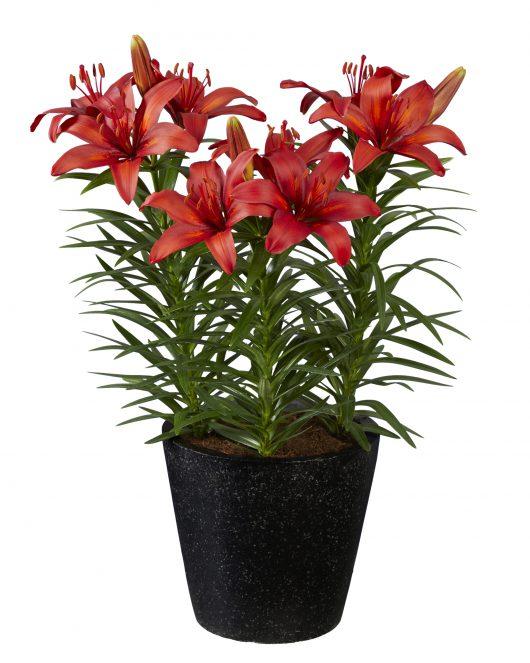 G6612 Lilium Asiaticum Tropical Joy 14 47ffd0e5 2eba 49e0 Aaa7 1a59386a9d4a from www redcrocus com