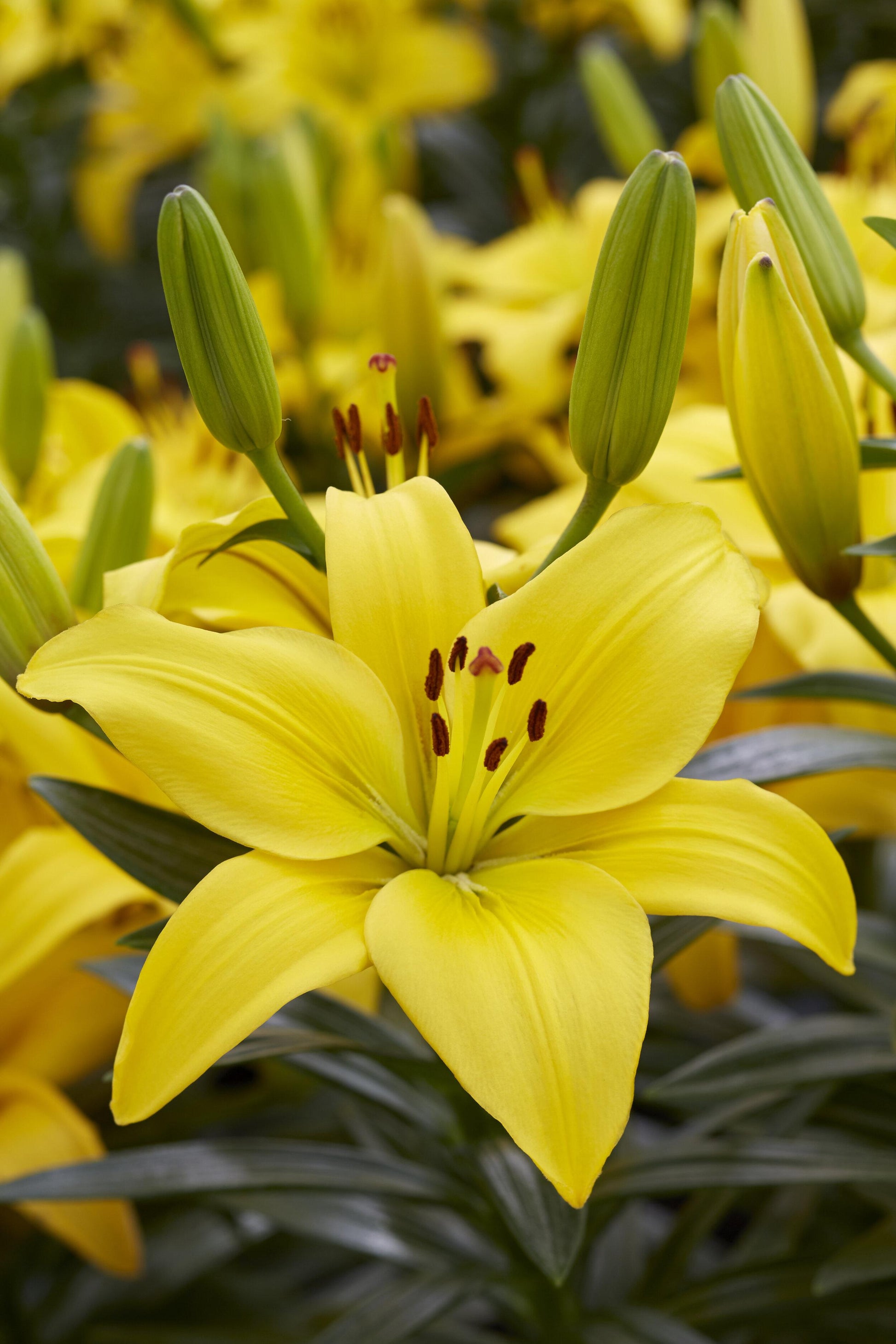 G6612 Lilium Asiaticum Tropical Joy - View 15 from www redcrocus com