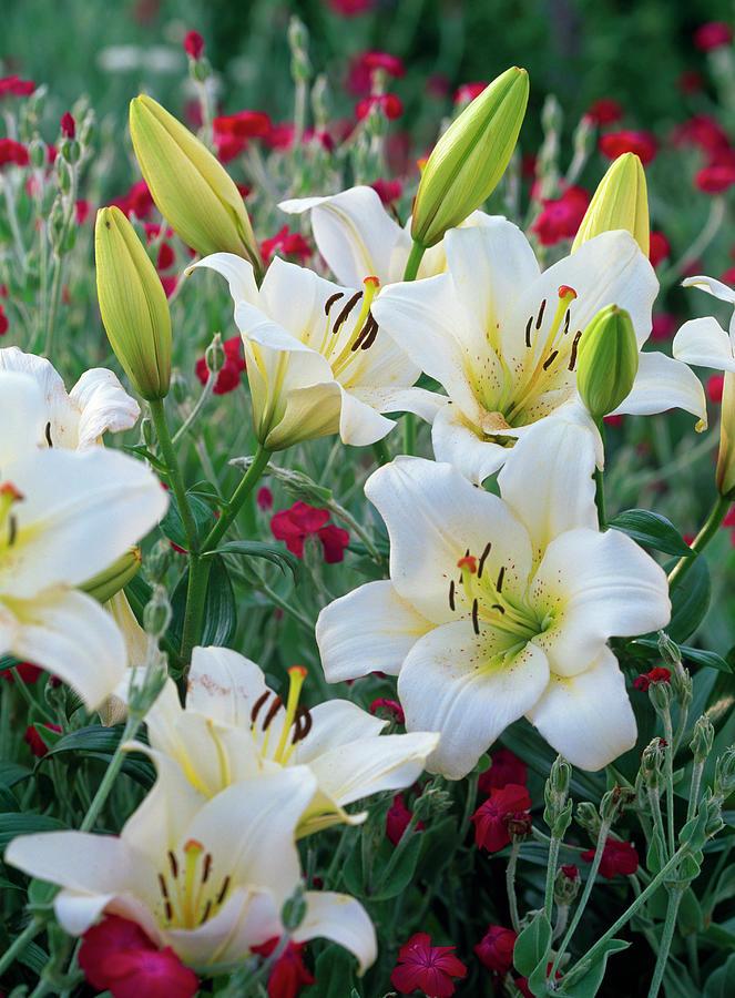 G6612 Lilium Asiaticum Tropical Joy - View 16 from www redcrocus com