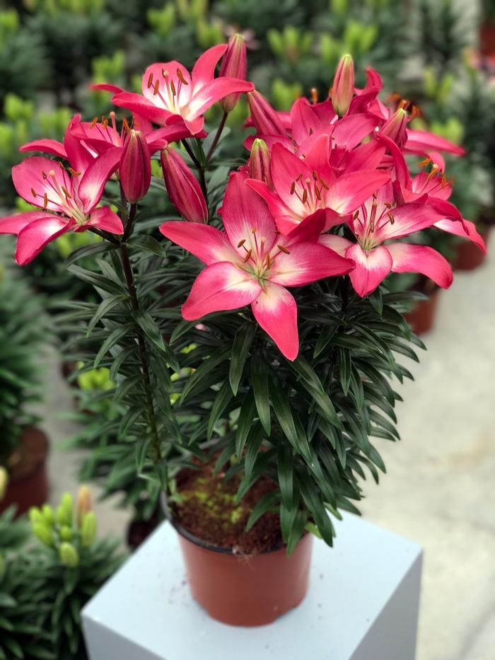 G6612 Lilium Asiaticum Tropical Joy - View 17 from www redcrocus com