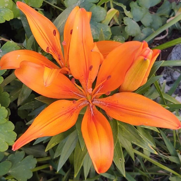 G6612 Lilium Asiaticum Tropical Joy 18 Ad75a241 D4c2 487e B7b0 70da6b7f1a8b from www redcrocus com
