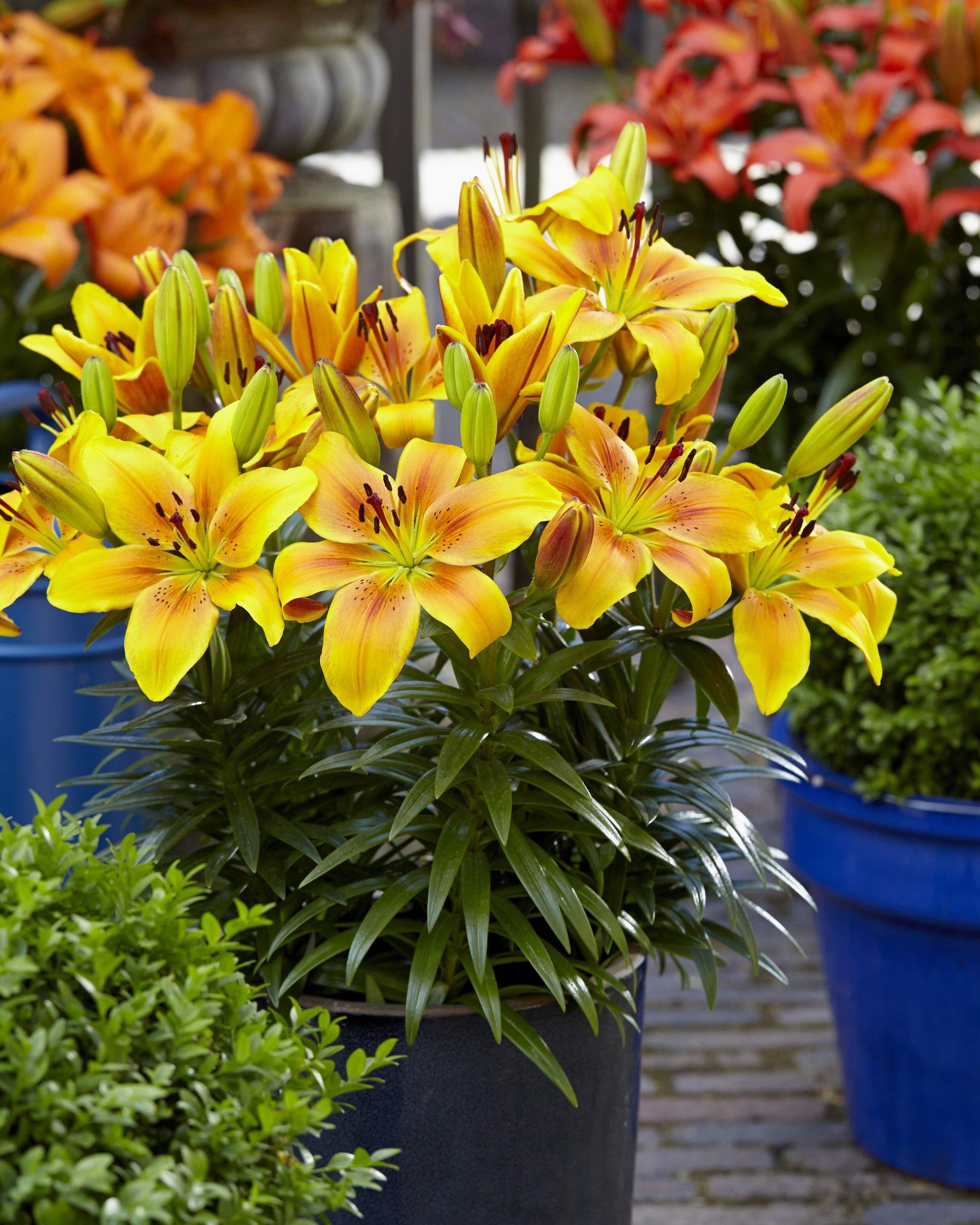 G6612 Lilium Asiaticum Tropical Joy 19 493b511f 1563 4259 B97e E3cc73d4213b from www redcrocus com