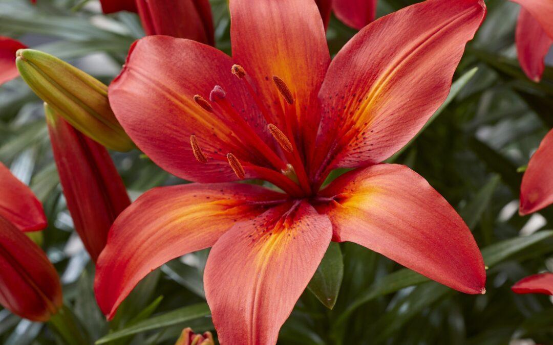 G6612 Lilium Asiaticum Tropical Joy 1 F980d247 590c 413a A2e9 3feb872e2e22 from www redcrocus com