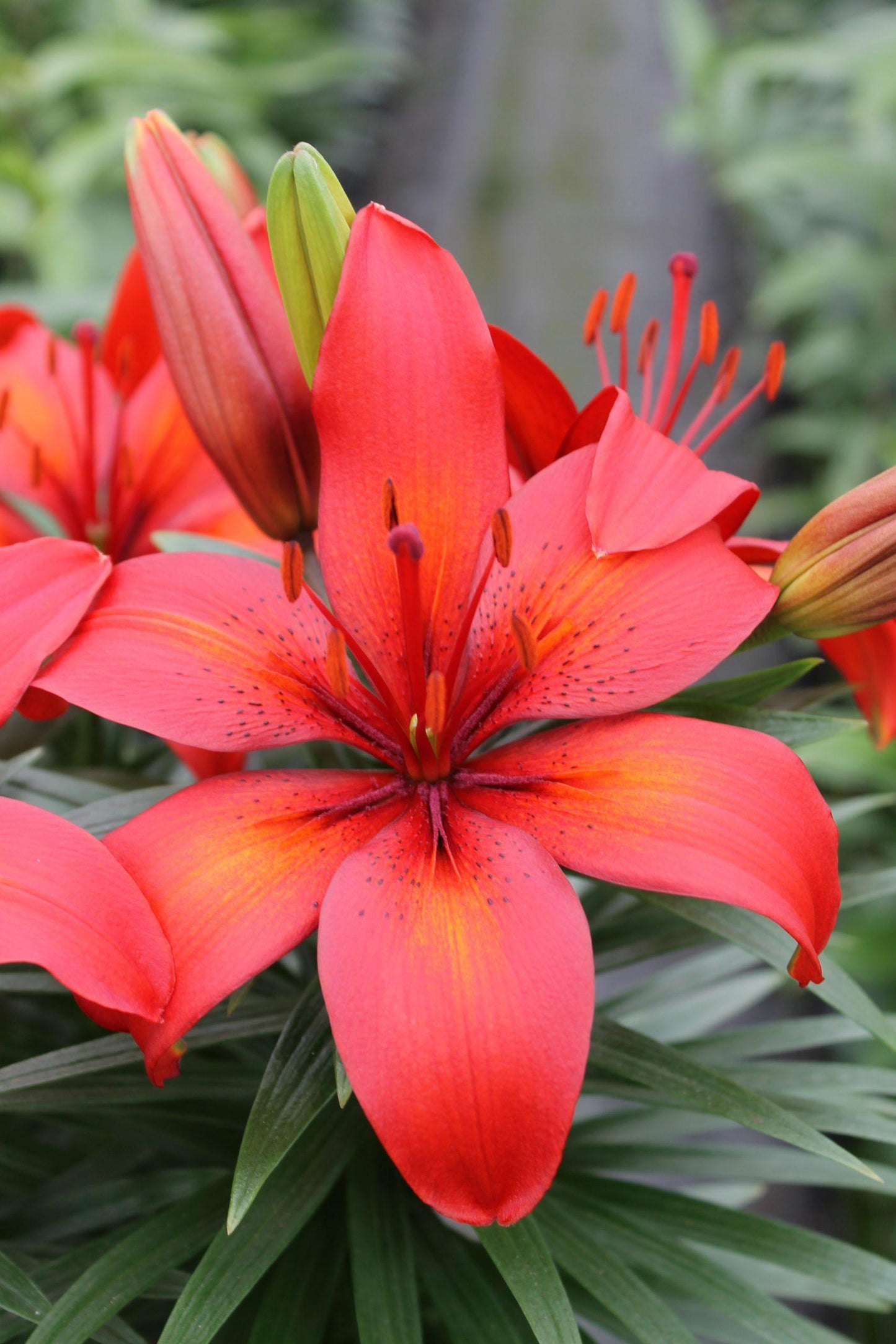 G6612 Lilium Asiaticum Tropical Joy 2 09d7801f 7e87 466b A0ea 4ab568b49cea from www redcrocus com