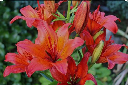G6612 Lilium Asiaticum Tropical Joy - View 3 from www redcrocus com