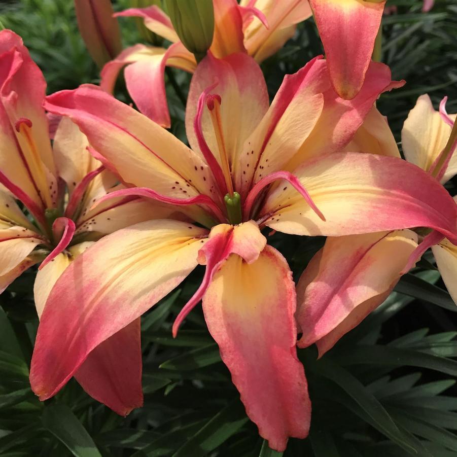 G6612 Lilium Asiaticum Tropical Joy - View 4 from www redcrocus com