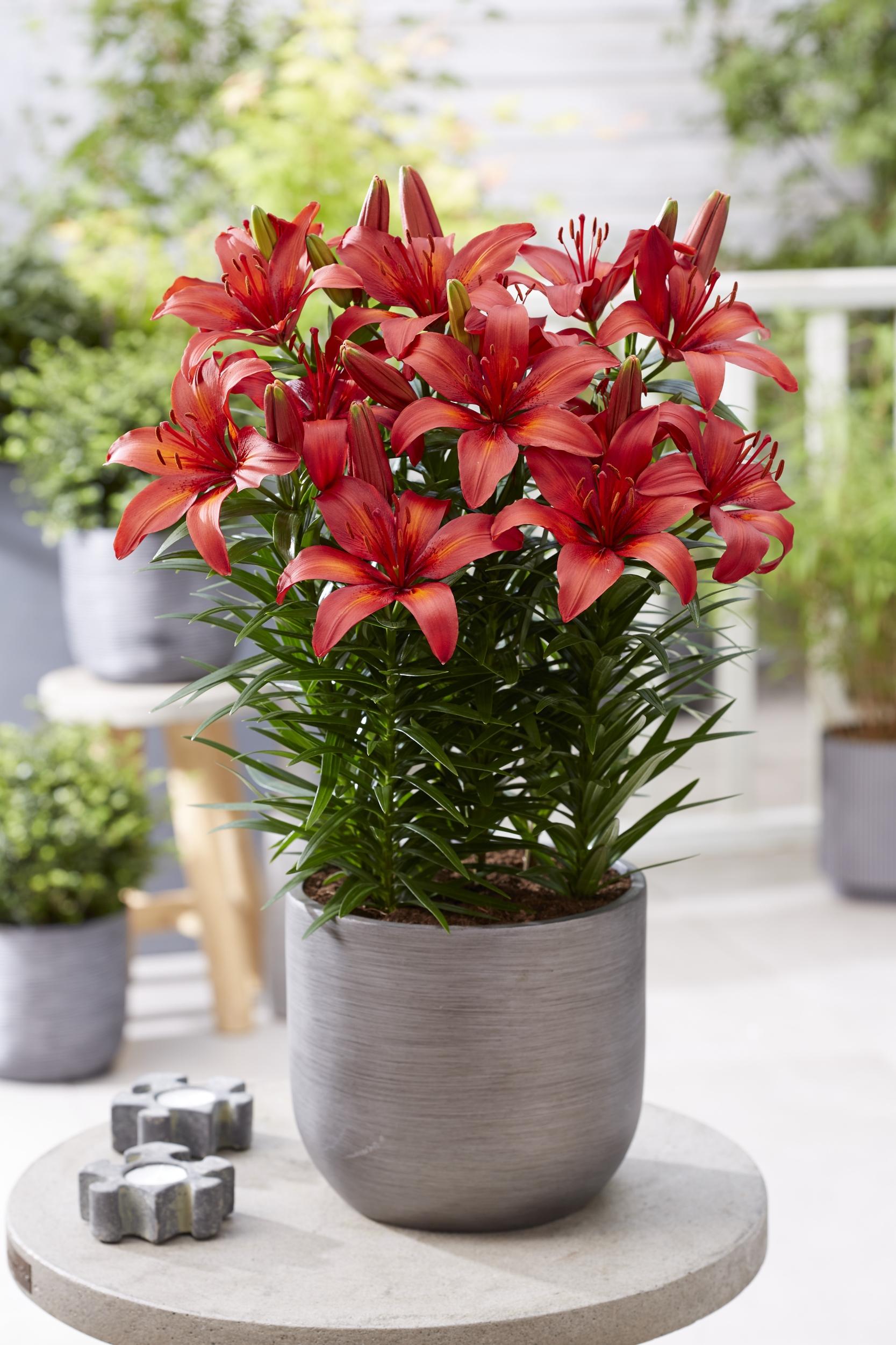 G6612 Lilium Asiaticum Tropical Joy - View 5 from www redcrocus com